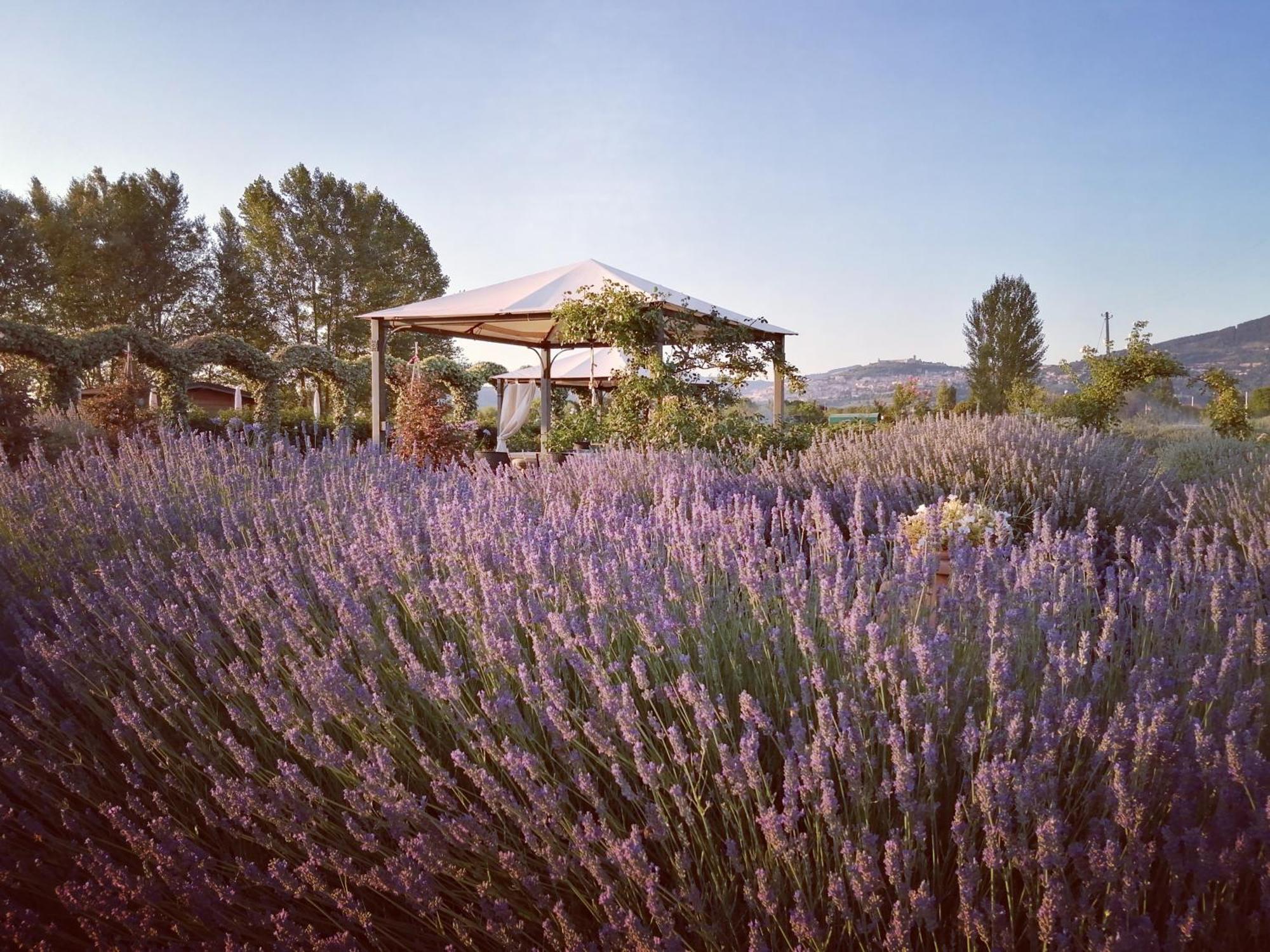 Il Fienile Di Assisi Villa Eksteriør bilde