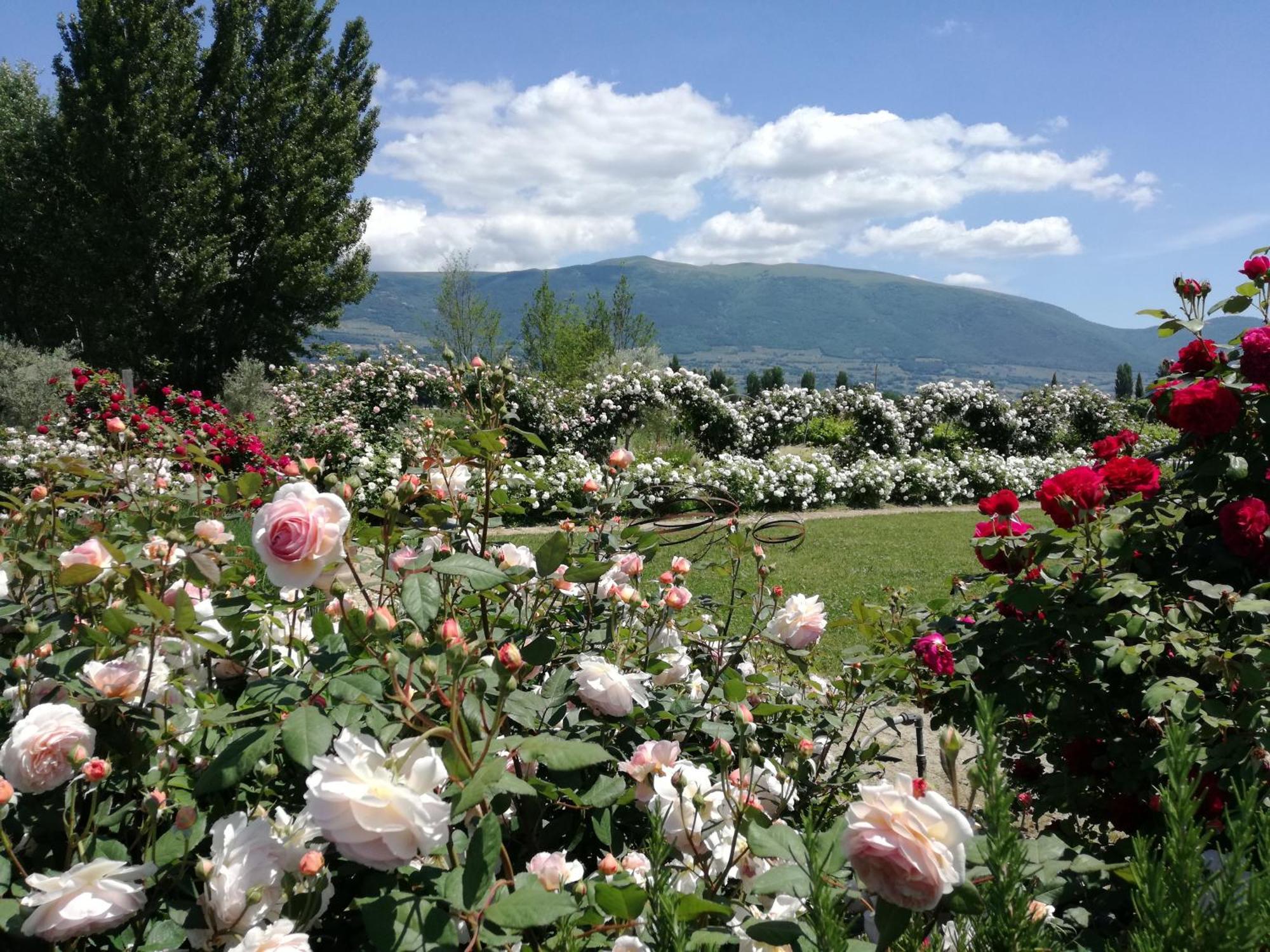 Il Fienile Di Assisi Villa Eksteriør bilde