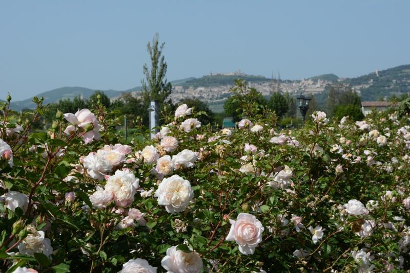 Il Fienile Di Assisi Villa Eksteriør bilde